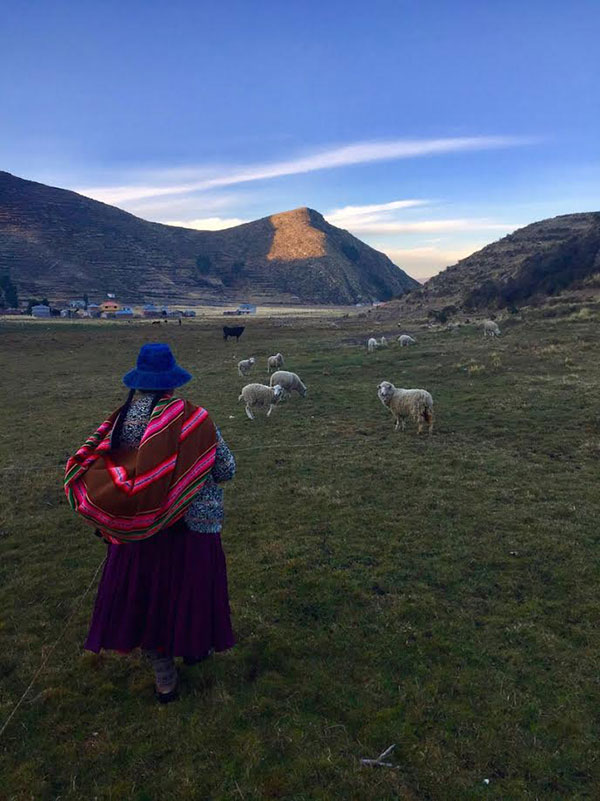 Photo of a woman herding sheep in Bolivia