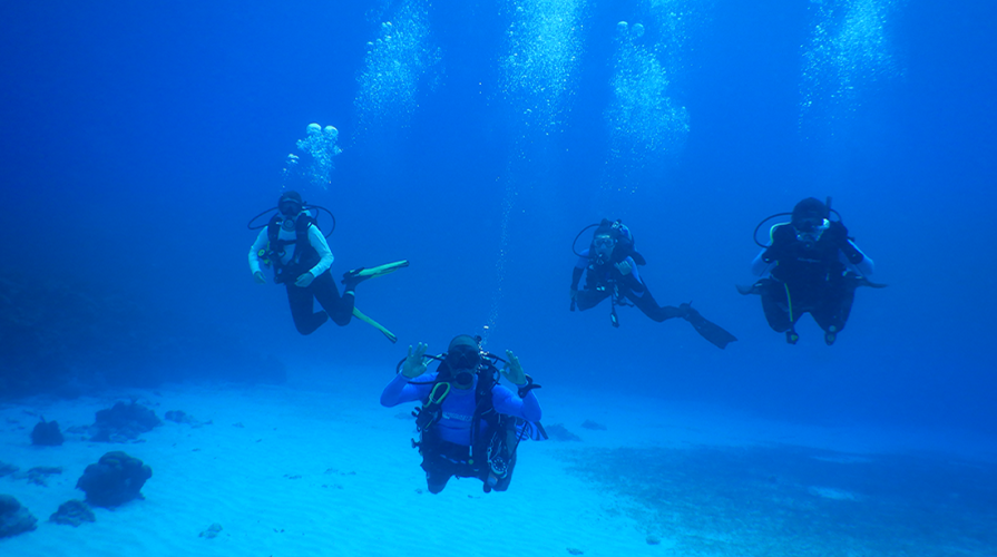 divers underwater looking at sea life