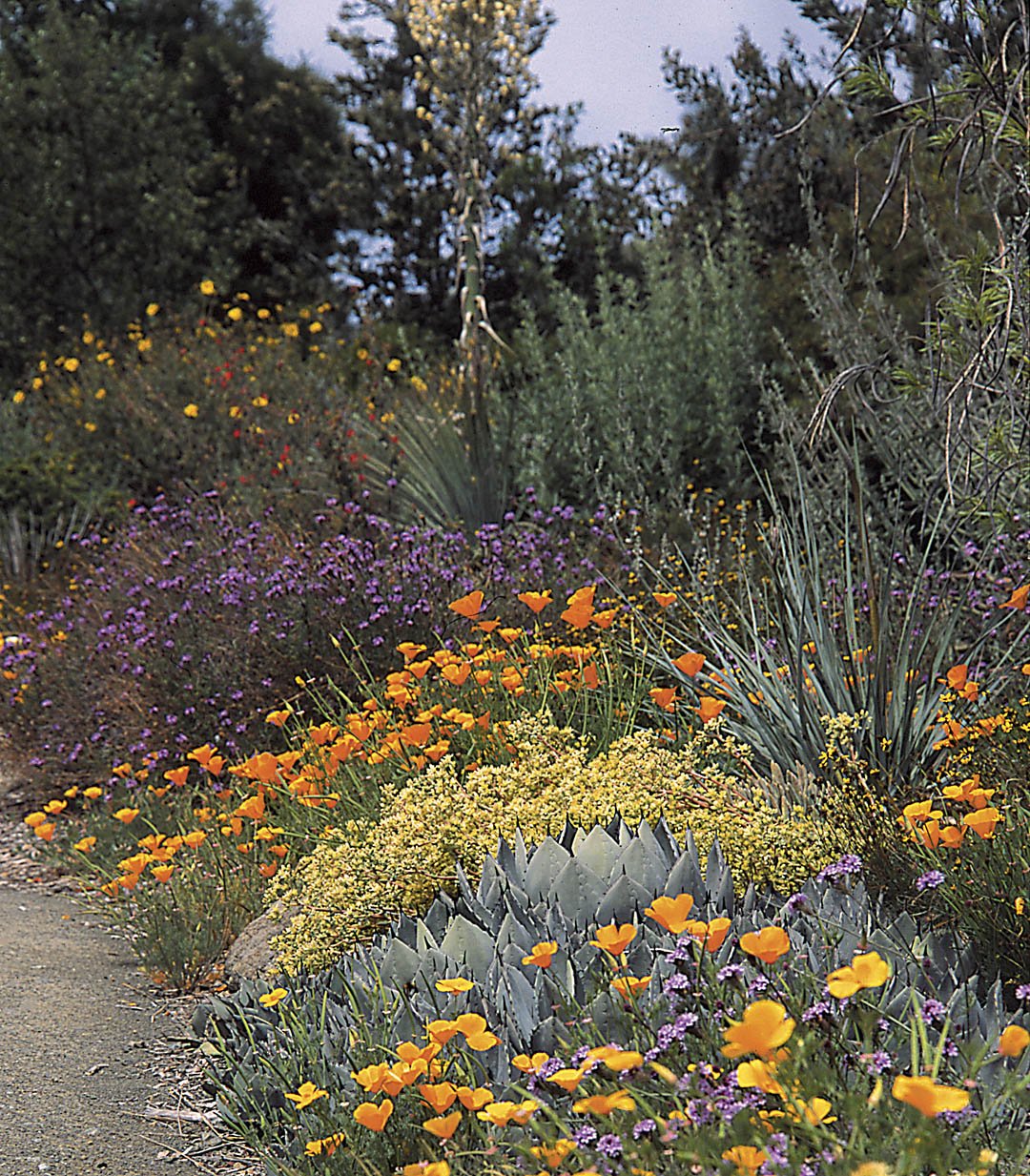 California native plants