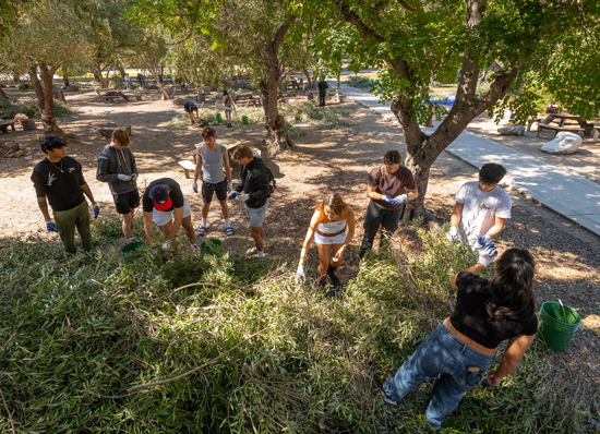Plans for the Fall 2024 Olive Harvest are underway after the success of last November's inaugural harvest. Plans for the Fall 2024 Olive Harvest are underway after the success of last November's inaugural harvest.