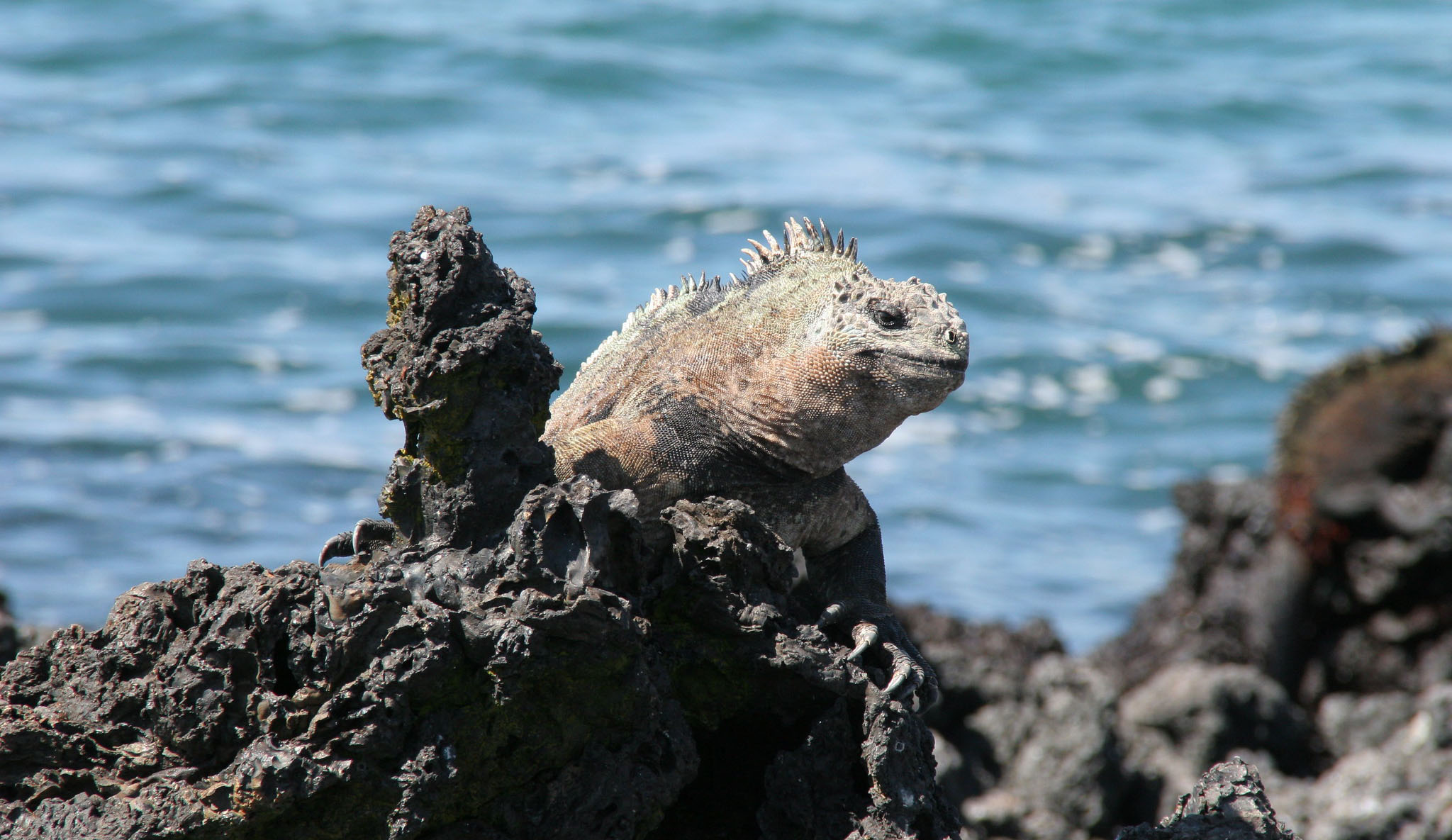 a brown and green lizard on black lava rocks in the Galapagos Islands