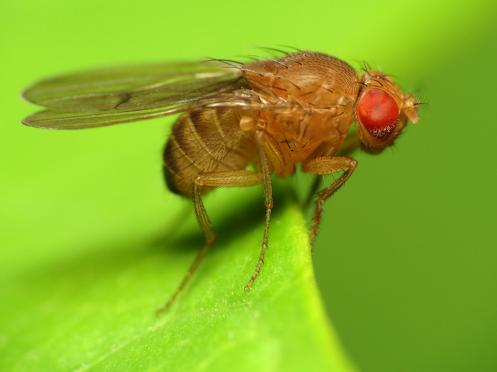 Drosophila on plant