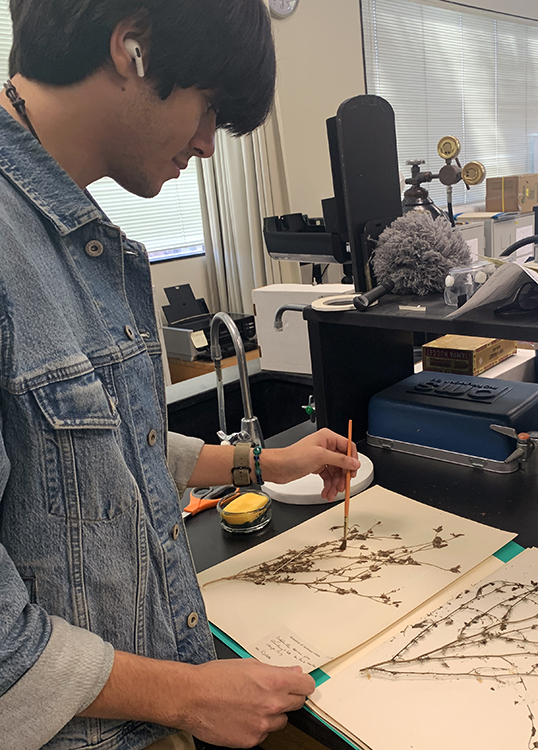 Occidental College student Ben Martinez carefully cleaning herbarium species