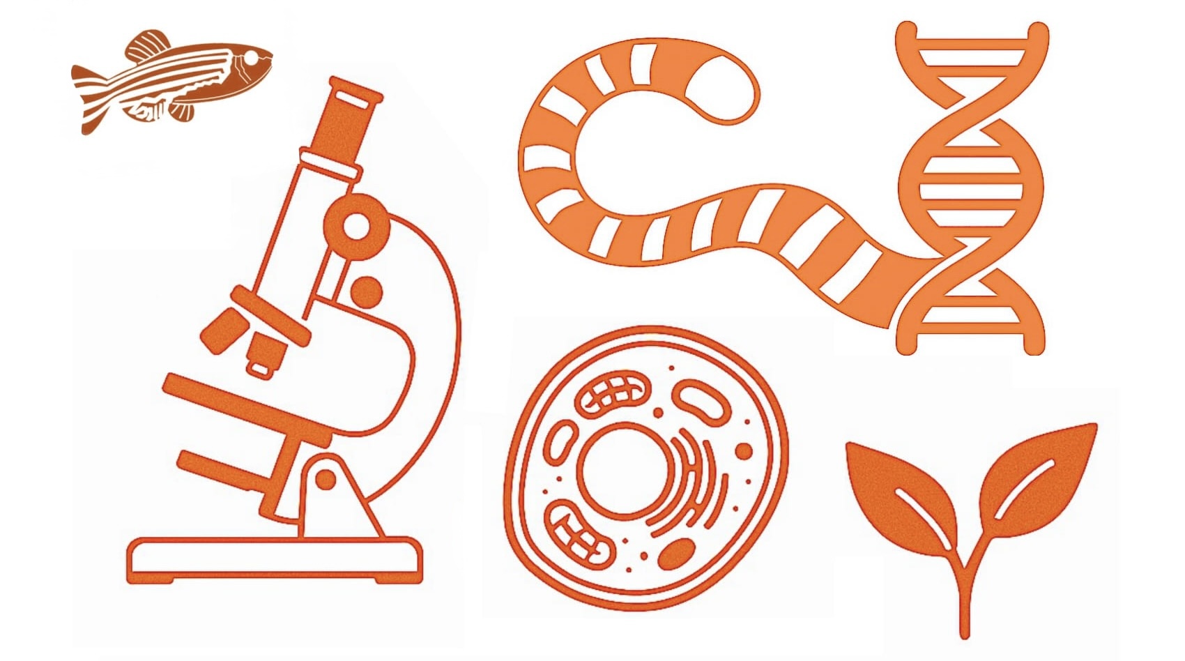 A fish, microscope, cell, plant, DNA and tiger tail