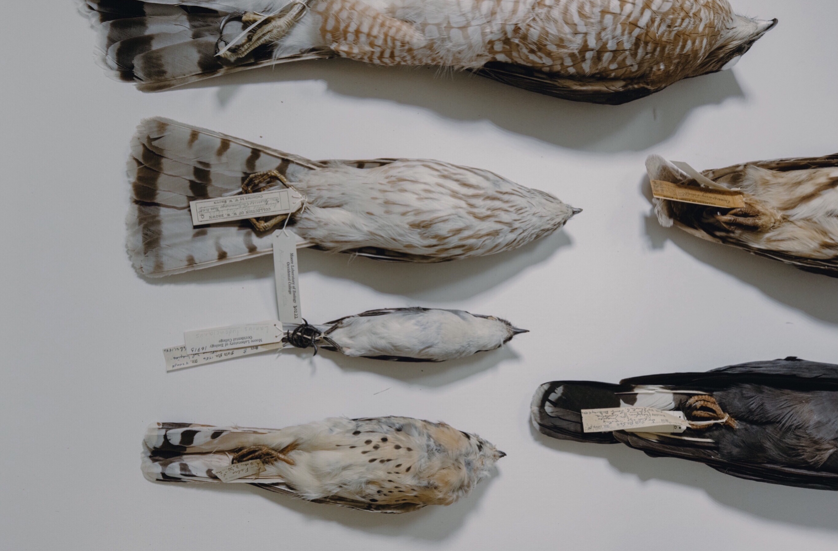 Specimens Study skins arranged on a specimen tray