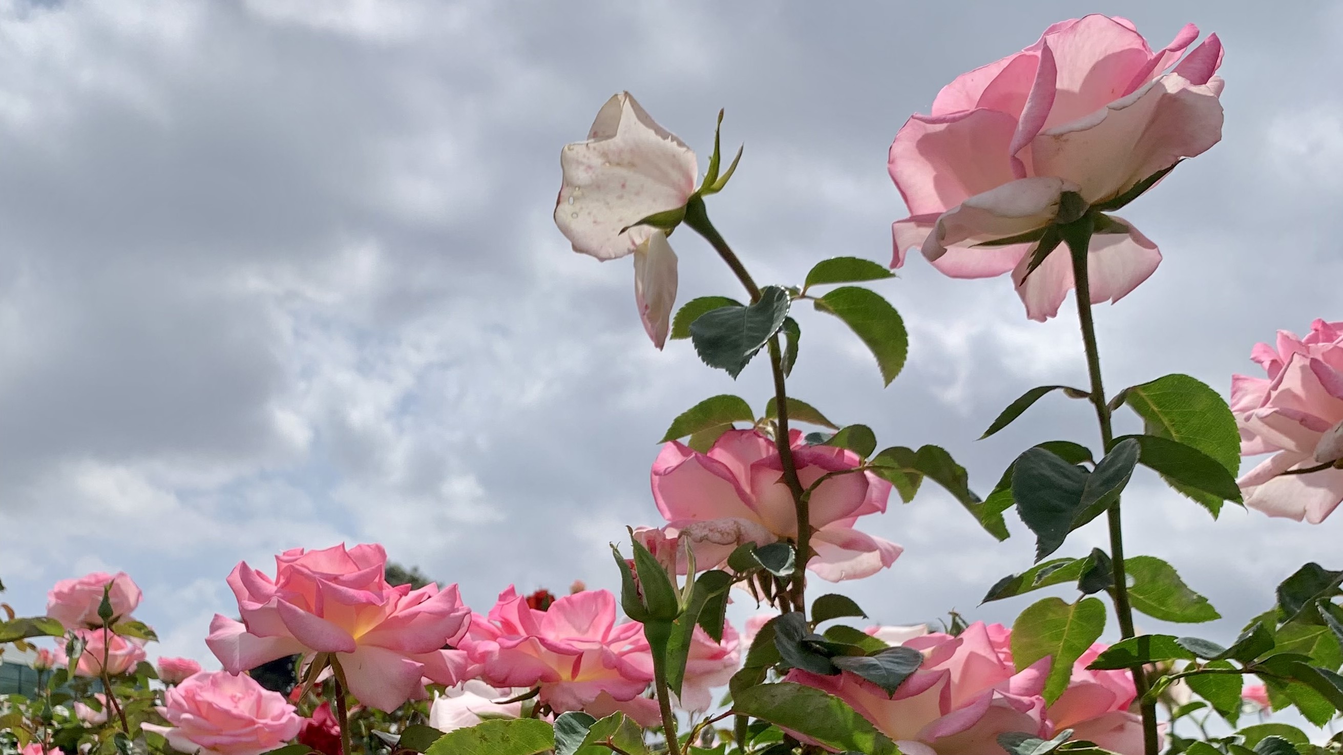 Close up of pink roses in front of a grey blue sky with clouds