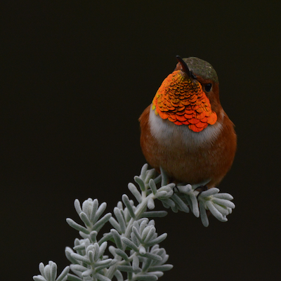 A photo of an Allen's Hummingbird at night