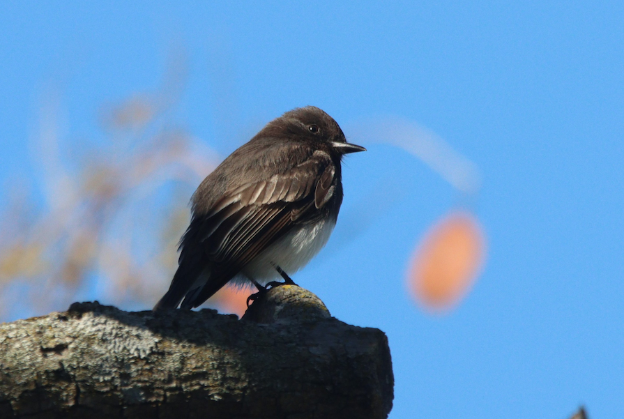 Black Phoebe A photo of a Black Phoebe seen on campus