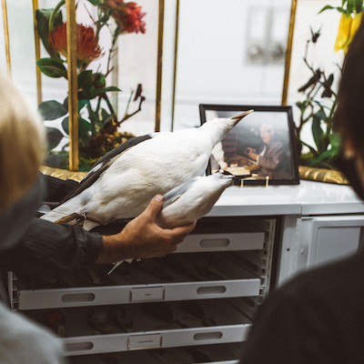 Tour guide holding whole bird study skin specimens.