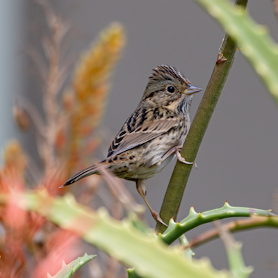 A Lincoln's Sparrow perched on a plant