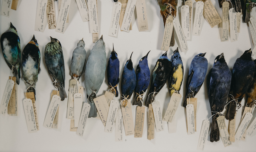 Moore Lab of Zoology Behind-the-Scenes Tour Specimen tray of bird study skins