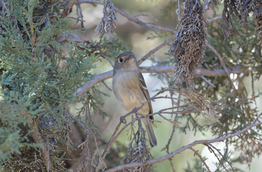 Photo of a Hutton's Vireo seen on Occidental College's campus grounds