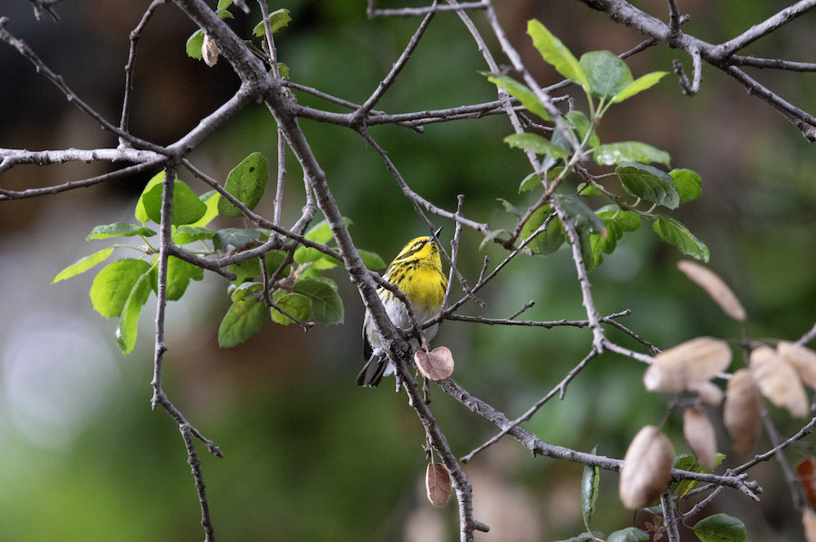 A photo of a migratory Townsend's Warbler perched on an oak tree