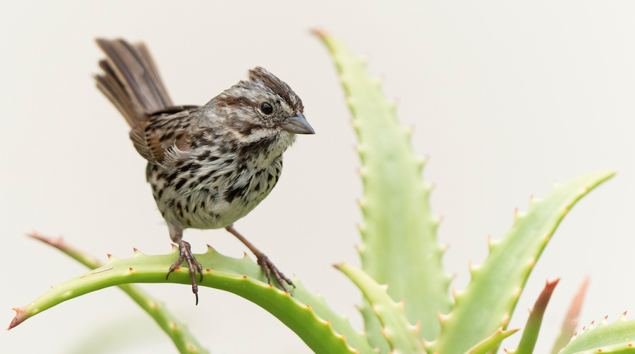 A photo of a Song Sparrow