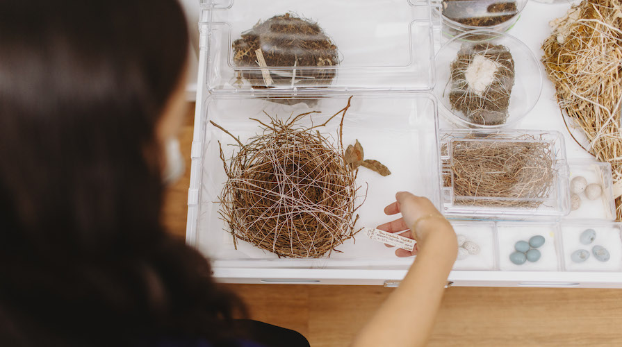 An image of nest and egg specimens