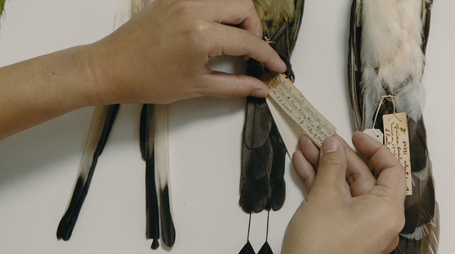 A guide holding a specimen tag of a whole bird study skin.