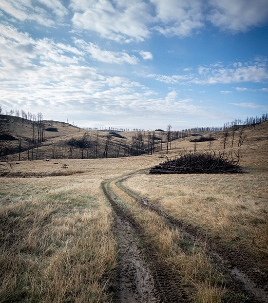 A Mast Reforestation project in Montana. A Mast Reforestation project in Montana.