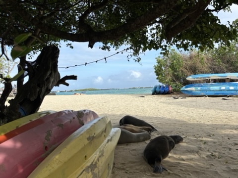 A white sandy beach with kayaks and sleeping seals in the foreground