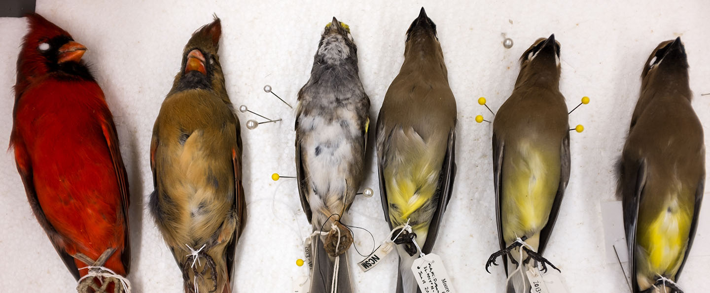 Moore Lab vintage bird specimens