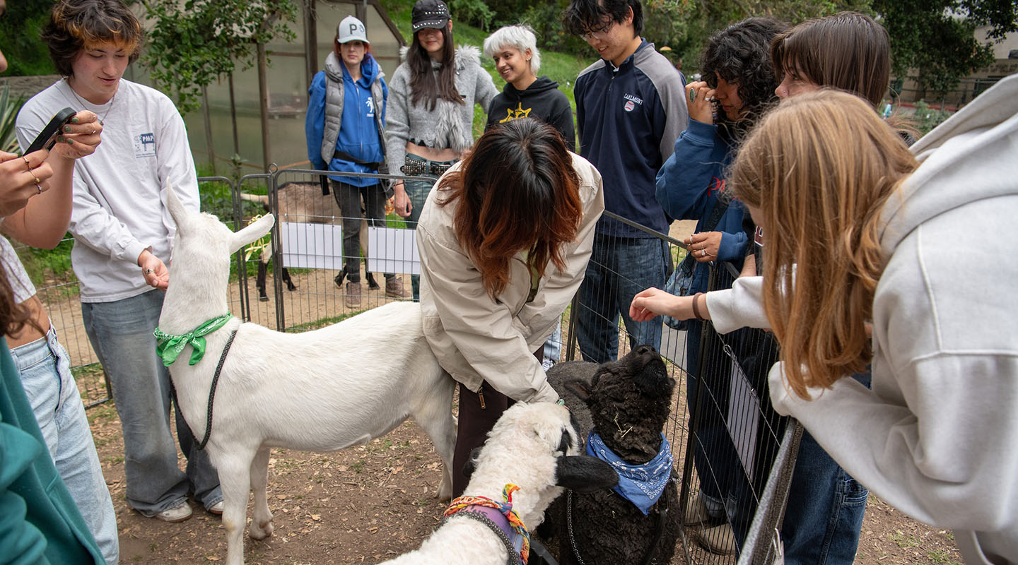 Occidental College students in FEAST garden on campus, petting goats at an event