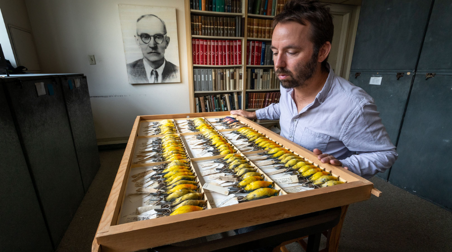 Portrait of John McCormack in the Moore Lab of Zoology