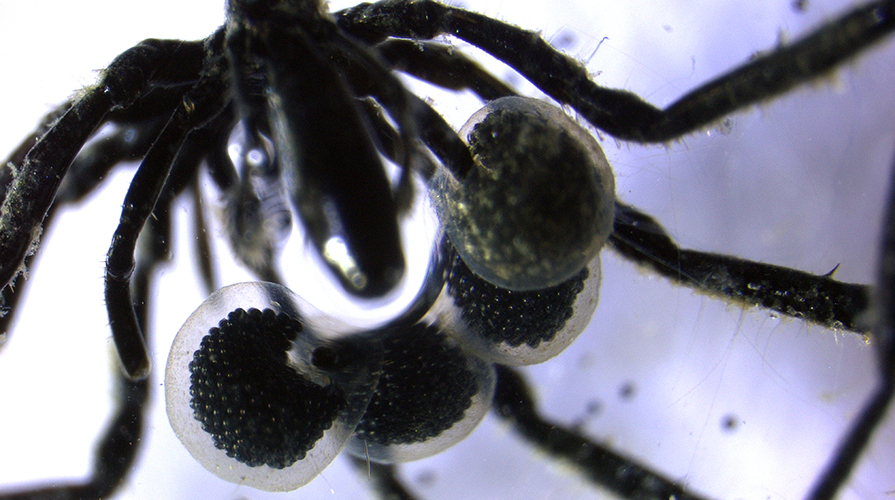 A close-up image of a male sea spider carrying 4-5 egg sacs with hundreds of eggs inside
