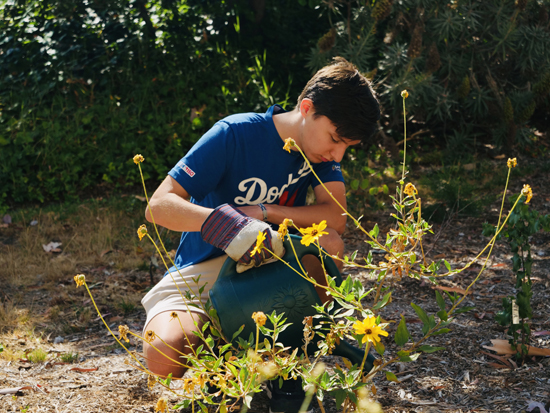 Casey Wisely ’24, a biology major from the San Fernando Valley, tends to Oxy's microforest in July. Photo by Angelina Lee ’22 Casey Wisely ’24, a biology major from the San Fernando Valley, tends to Oxy's microforest in July. Photo by Angelina Lee ’22