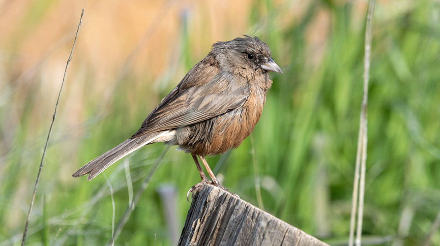 Small brown sparrow perches on a piece of wood with green grass behind
