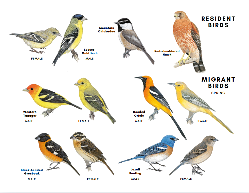 Bird guide Bird guide