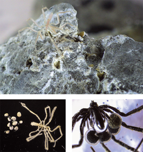 Deep sea spiders found below the California seascape