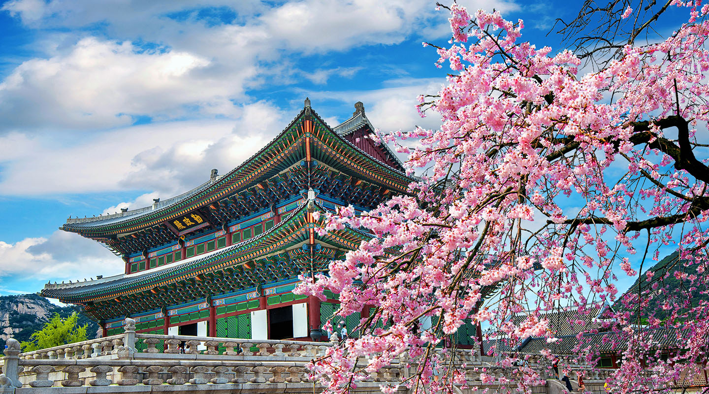 Cherry blossoms in spring near a traditional building in Seoul, South Korea