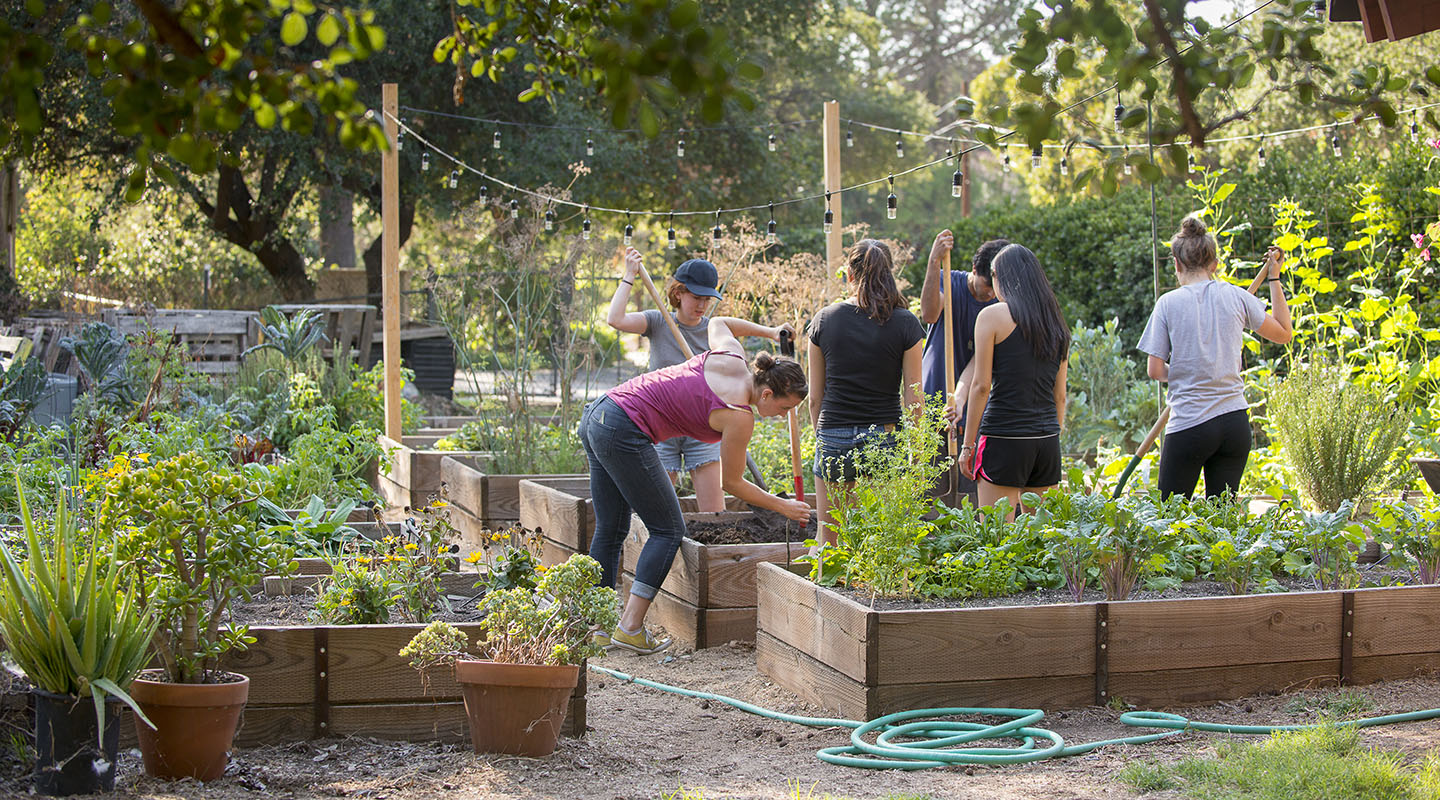 Occidental College students working together hoeing soil in FEAST Garden on campus, a beautiful green, plant-filled setting