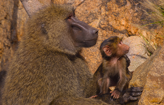 An old olive baboon has quit ruling his troop and now looks after his grandchildren in the Apple TV+ series The Secret Lives of Animals.