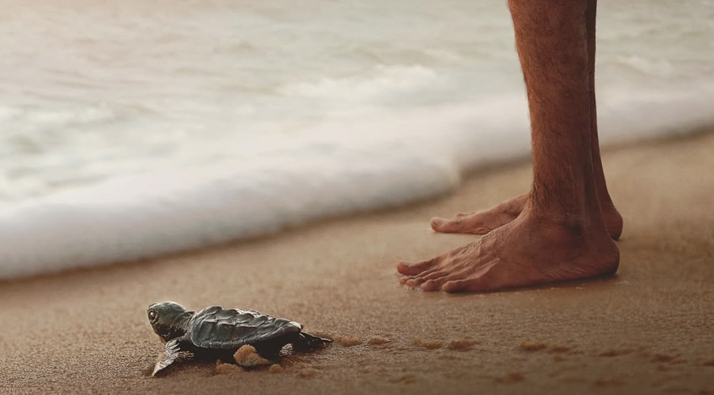 Detail from Turtle Walker poster