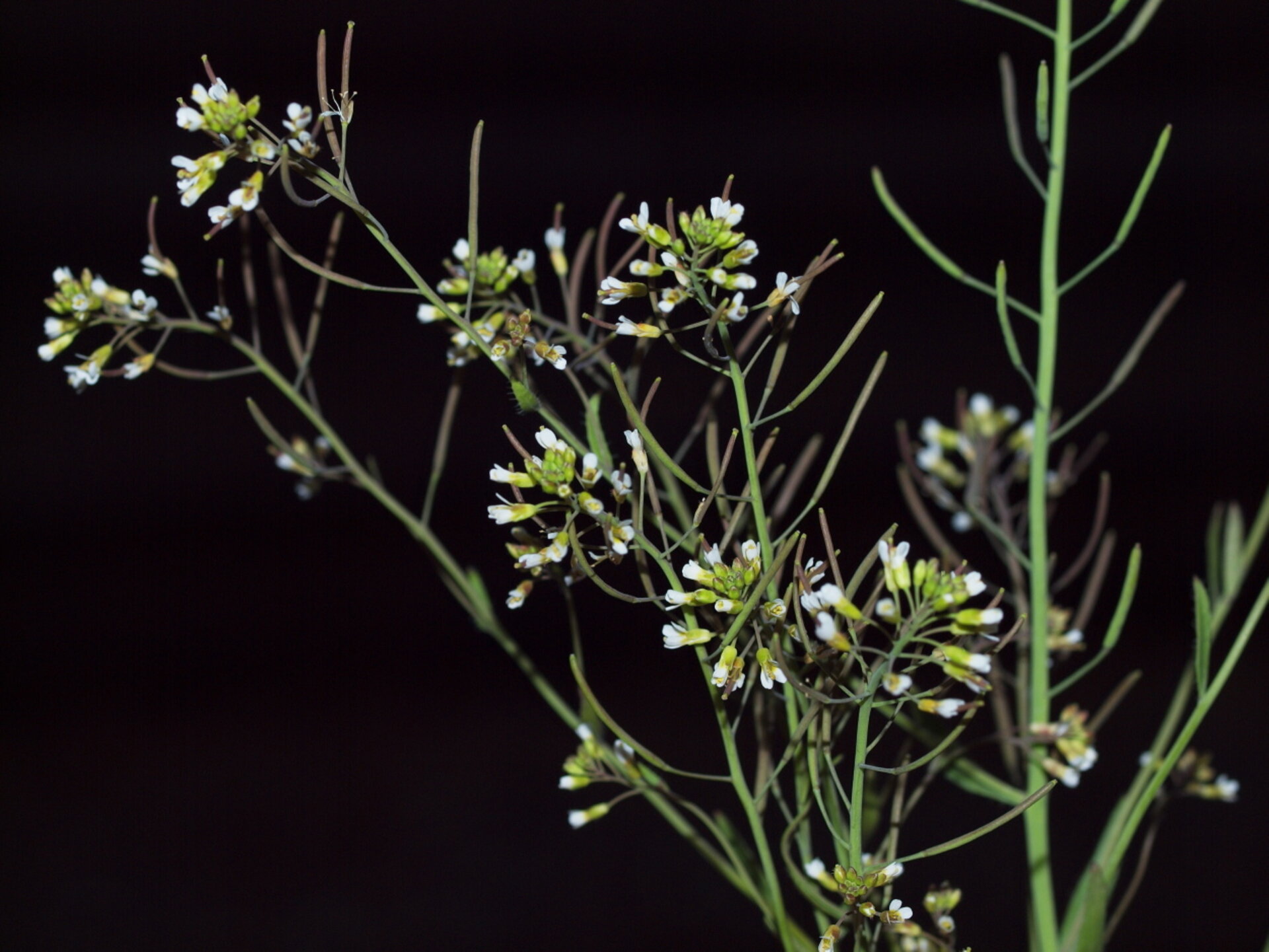 arabidopsis thaliana in front of black background