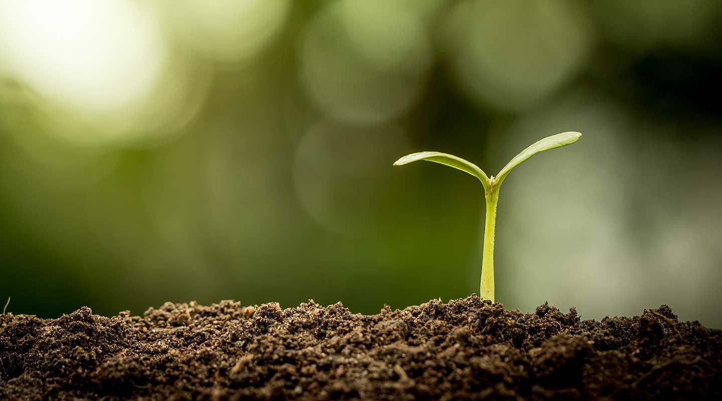 A tiny plant sprouting out of a mound of dirt