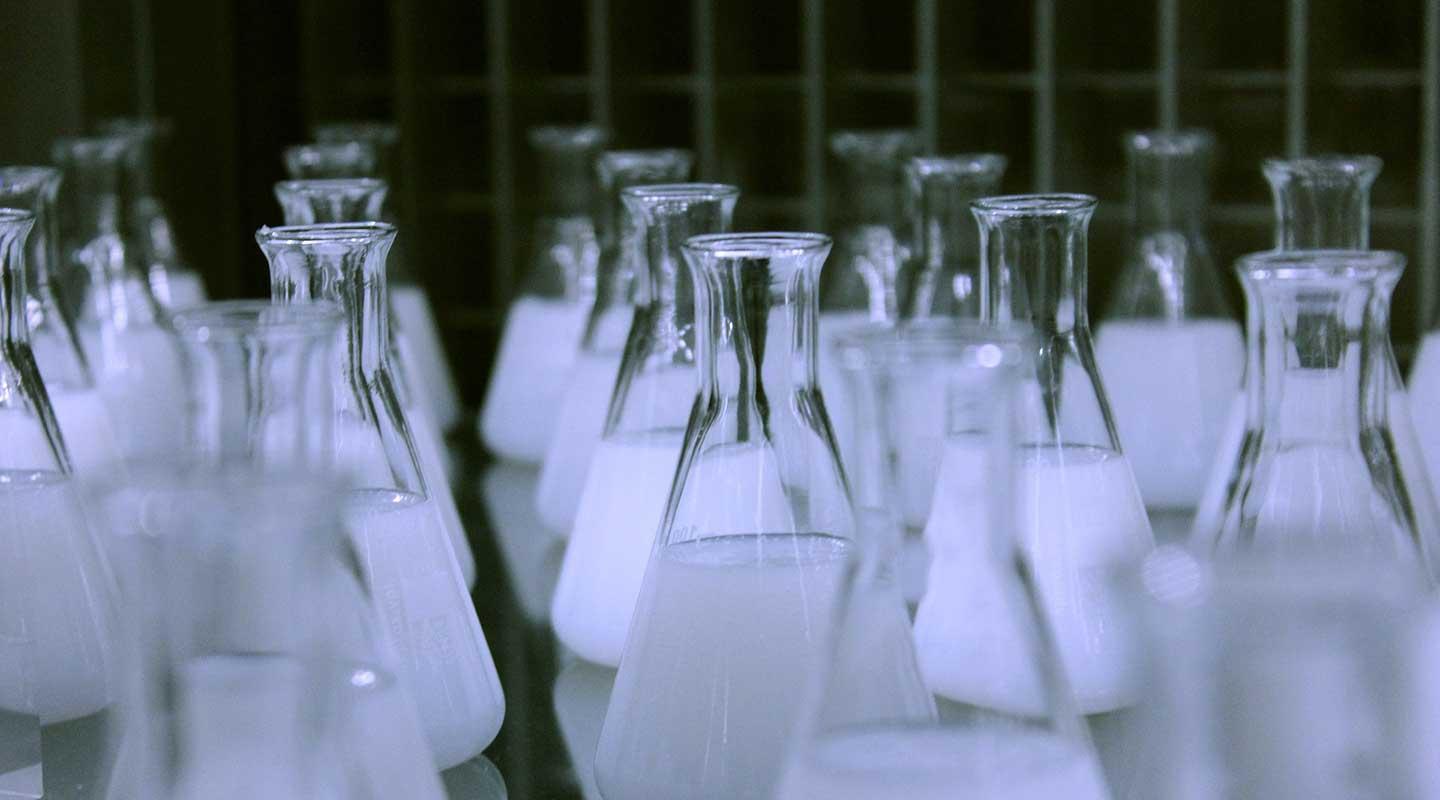 numerous Erlenmeyer flasks containing a white, opaque liquid, likely in a laboratory setting