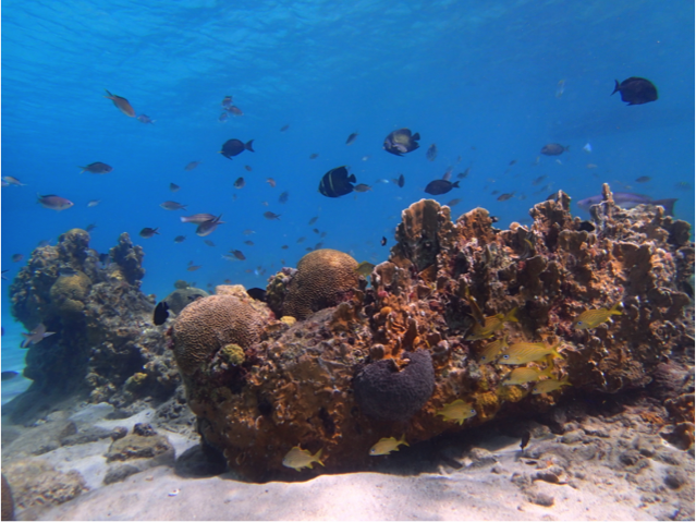 tropical fish swimming in the ocean above a reef on the sand