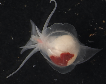 Marine snail Parvaplustrum