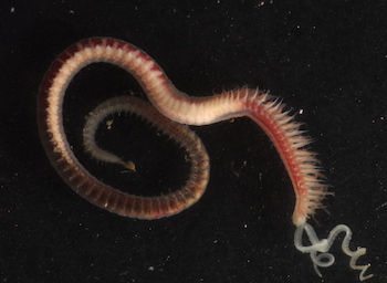 spionid worm