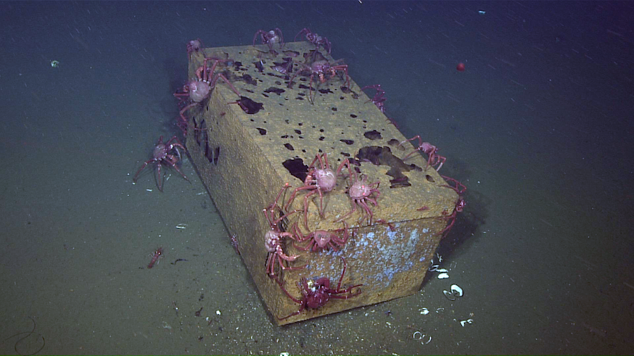 Trash on the sea floor being consumed by multiple crabs 