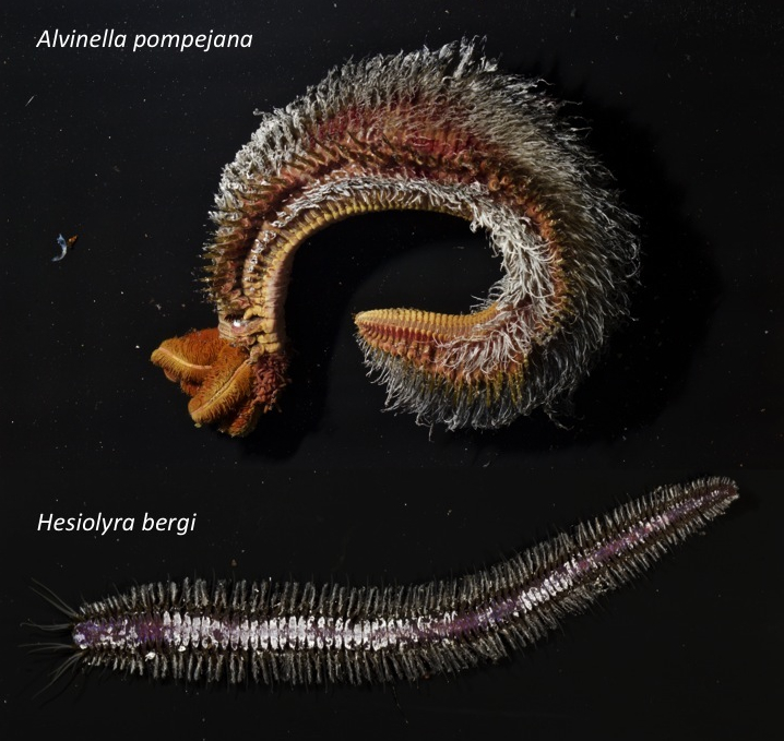 Close up of a Alvinell pompejana and a Hesiolyra bergi 