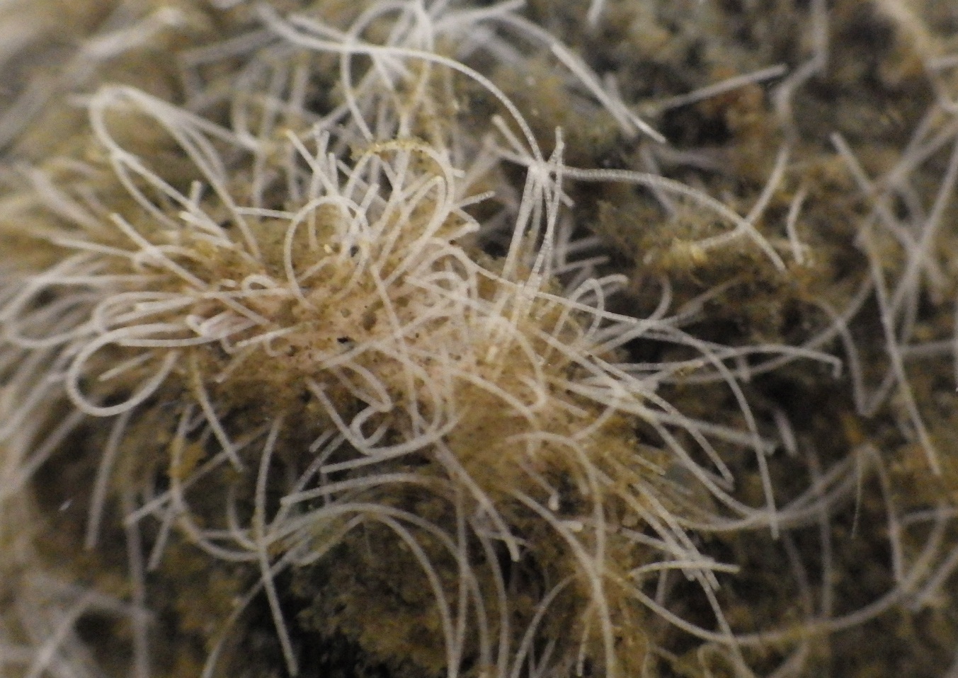 Beggiatoa bacteria recovered from the push cores samples of 