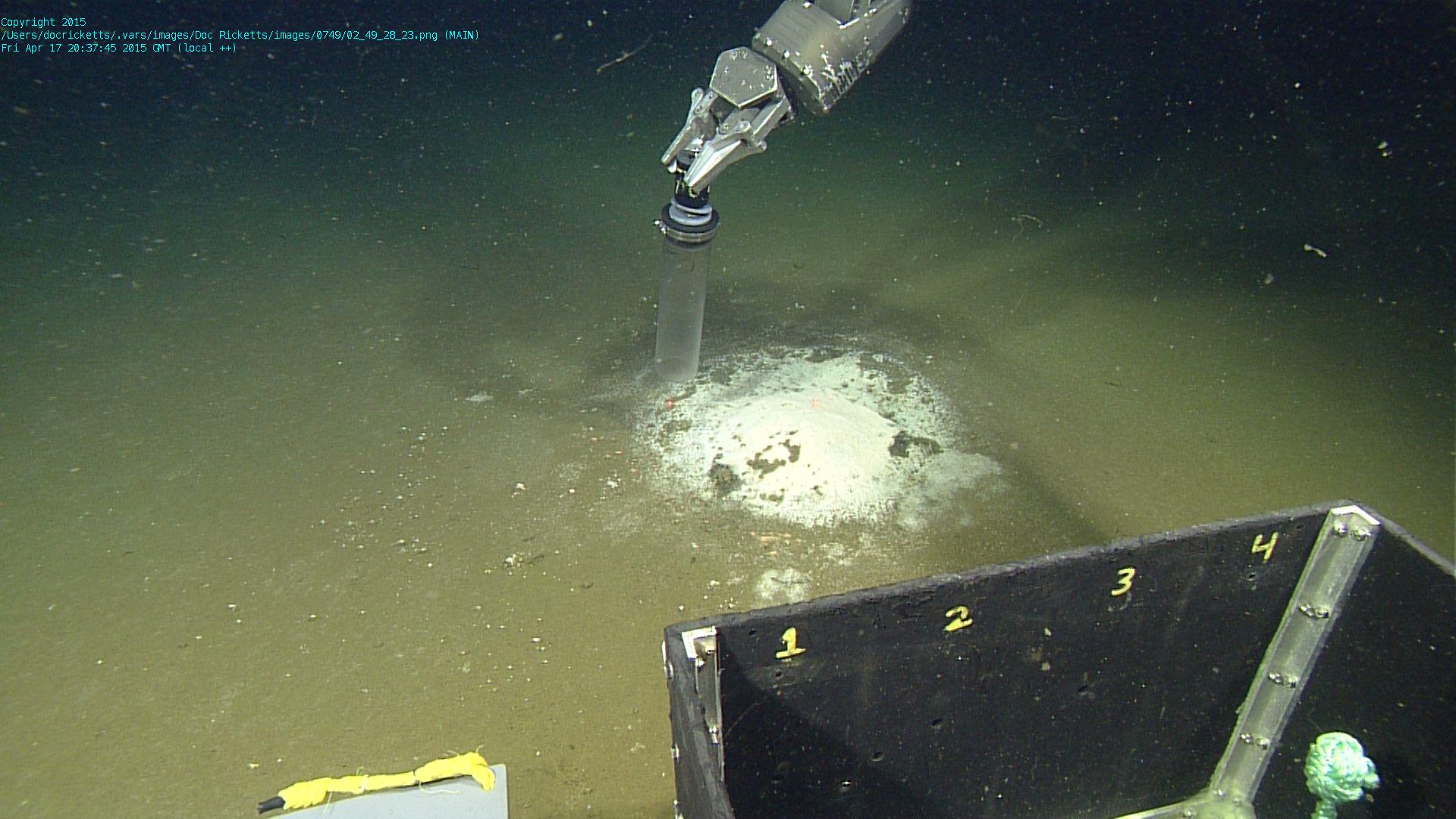 Pushcoring the white bacterial mat