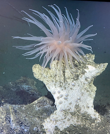 Anemone on a vertebrae
