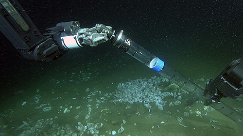 a pushcore is used to sample sediments among seep clams