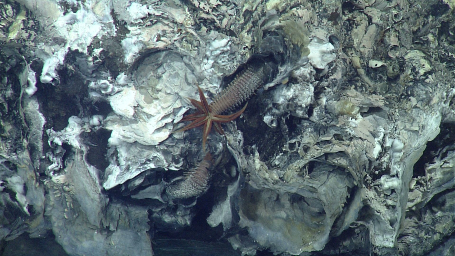 a coral reef with oceanic creatures growing from it