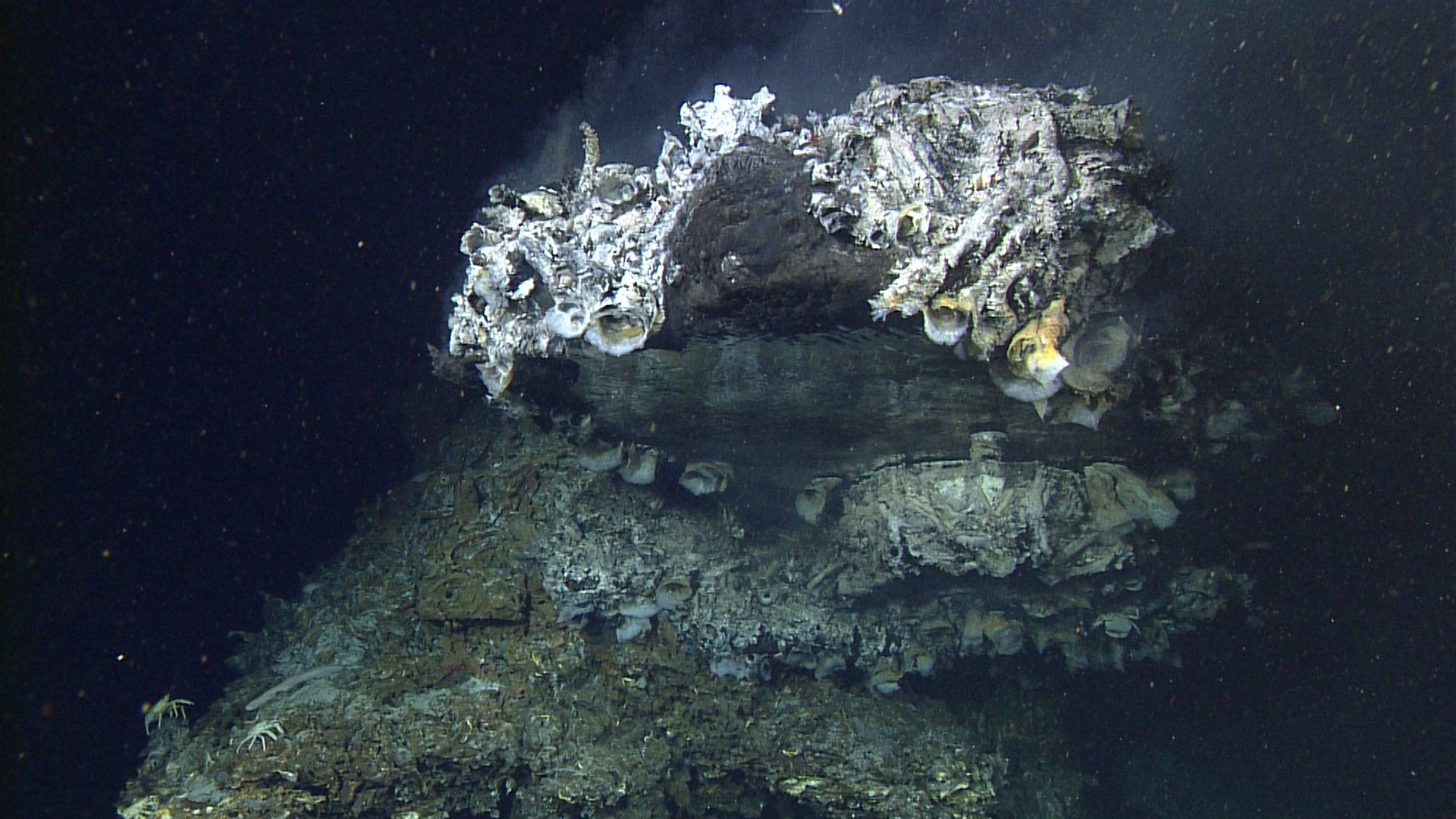 a murky photo of a coral reef deep below the ocean