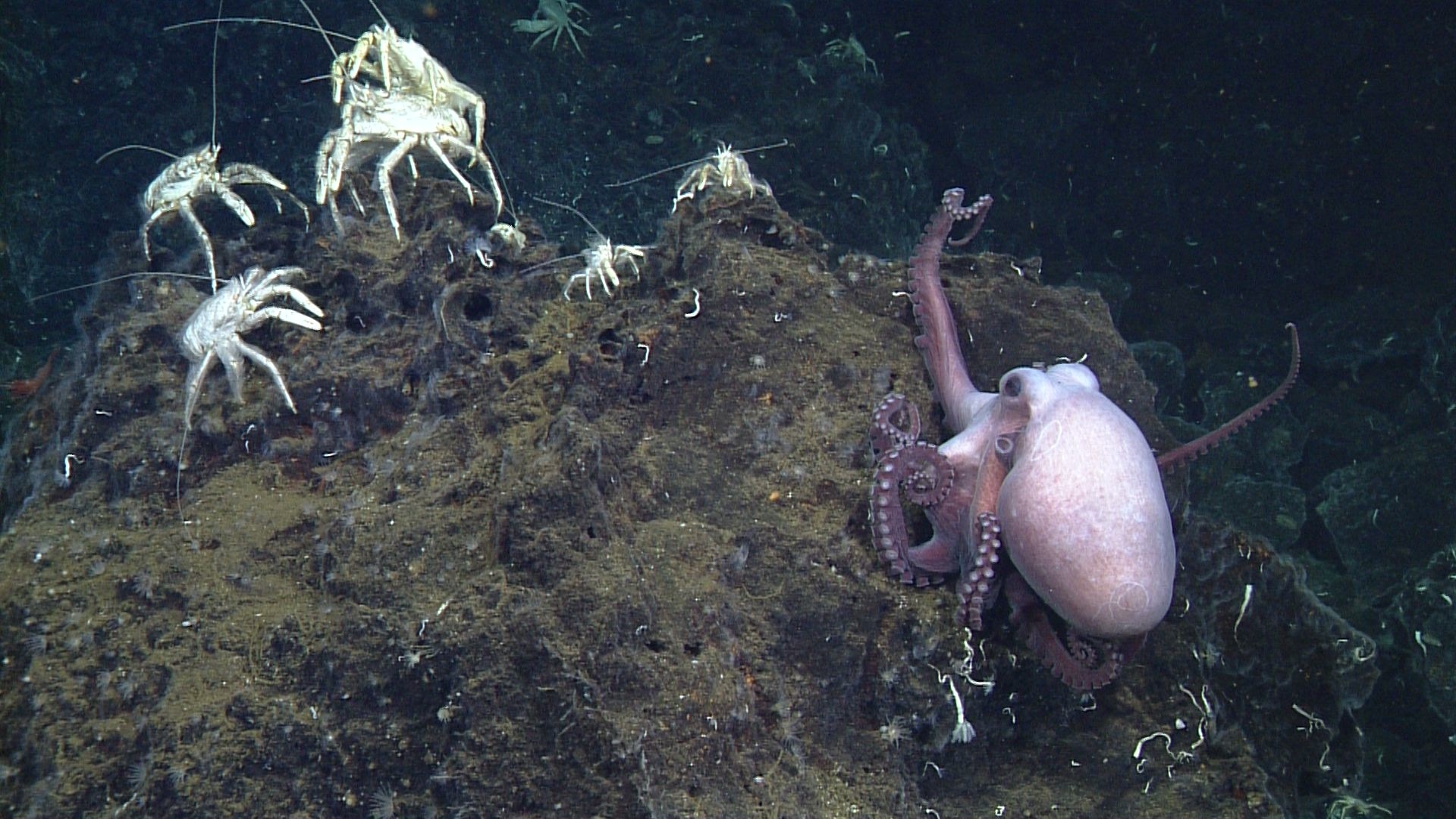 An octopus surrounded by white crabs under water