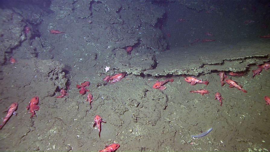 Rockfish at Fossil Hill